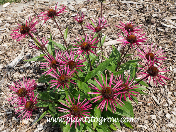 The petals (ray flowers) are folded into a quill shape.  (end of July)